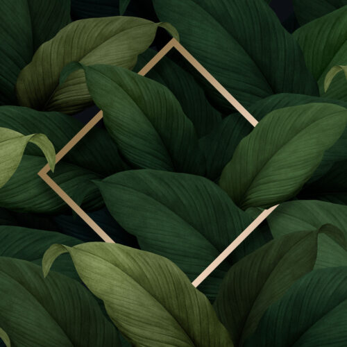 Fototapete - Tropski motivi